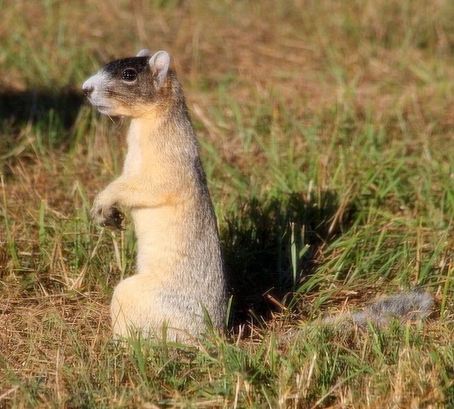 Parker's Barkers Florida Fox Squirrel