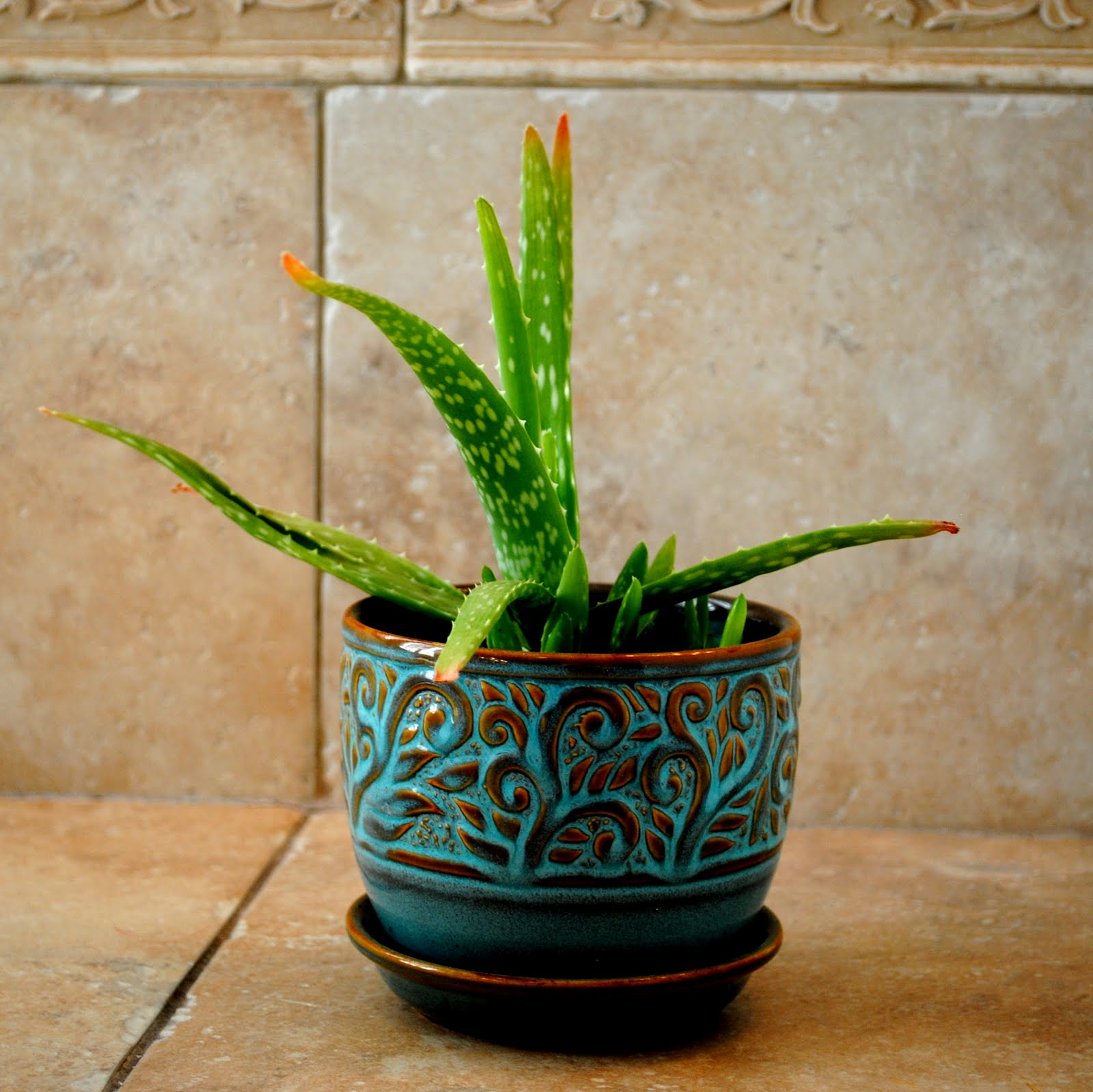 Sparkle Theory How my Aloe Vera plant is a little like
