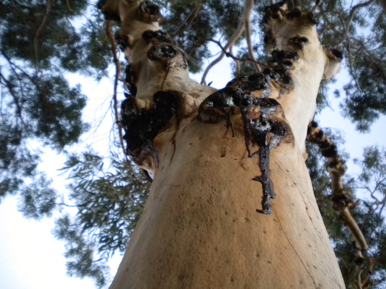 Groteskology The Bleeding Tree