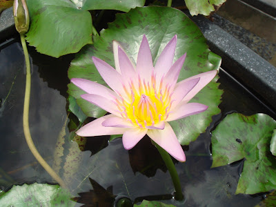 Waterlily
