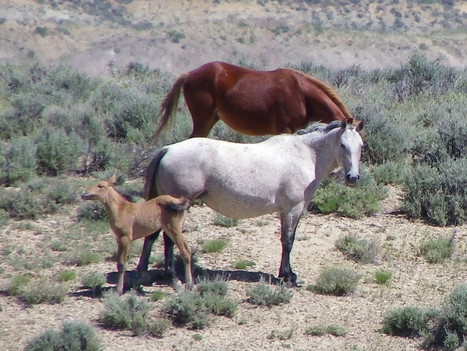 wild stallions band