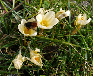 Hummel mit Krokussen Hummel mit Krokussen