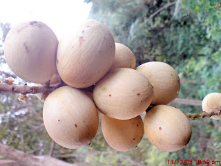 Mari+mewarna+buah+buahan
