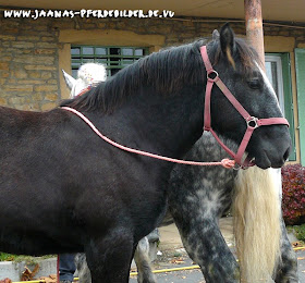 Franzosisches Kaltblut Tom S Reitsportstadl Kaltblutbedarf