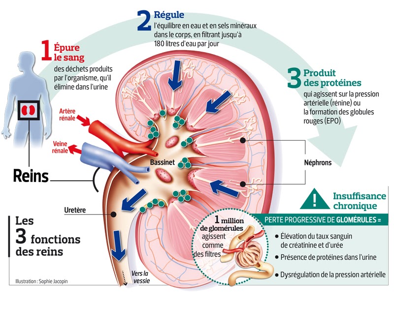 Ethics, Health and Death 2.0 The News Mieux être à l'écoute de ses reins