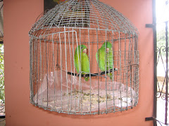 the little birds in my kitchen