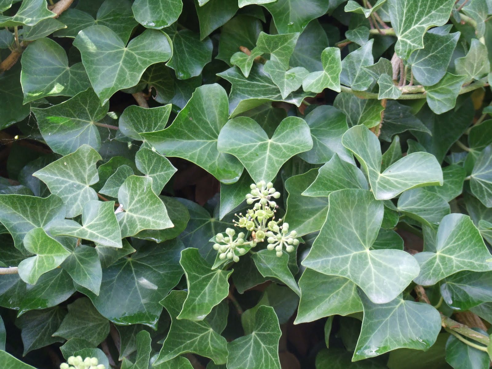 Amazon Com Butterfly Bushes Flowers Plants Seeds Bulbs