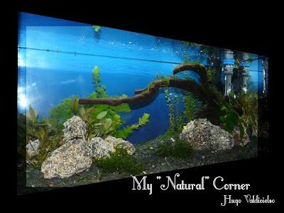 My Natural Corner Mi+acuario1