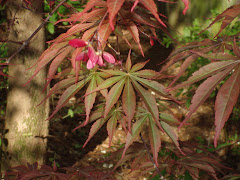 Maple leaves and seeds