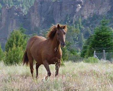 Caballos en libertad