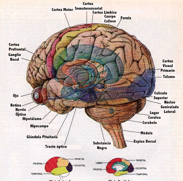 hemisferios del cerebro hemisferios del cerebro