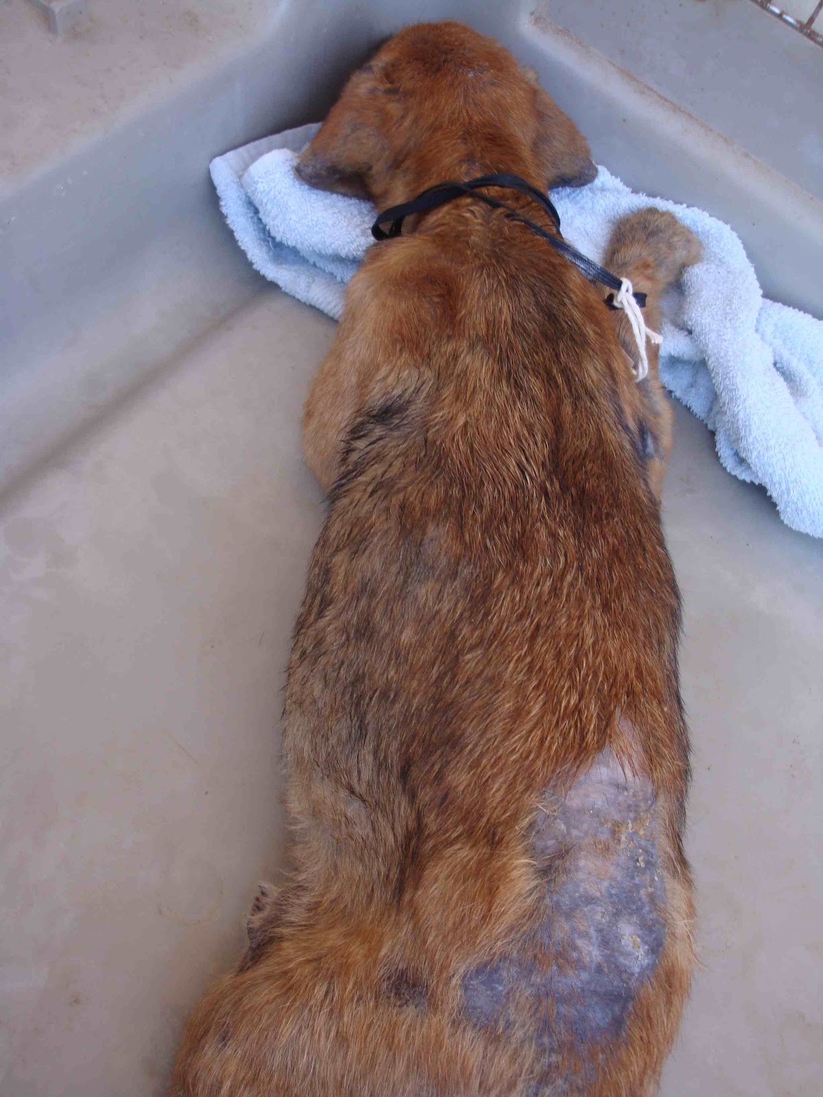 signs of mange in dogs mange in dogs early signs signs of mange in dogs mange in dogs early signs