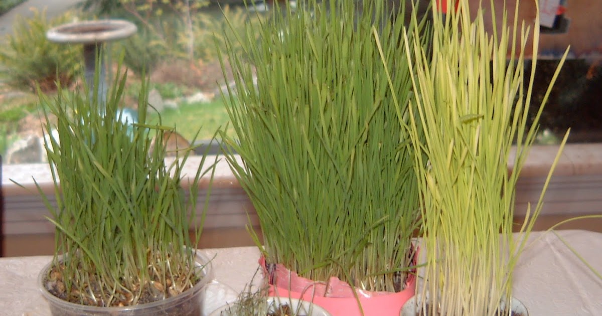 Life Learning Wheat berry grass experiment
