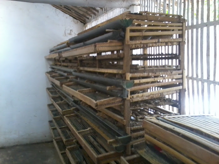 Tata Letak Kandang Puyuh Petelur Puyuh Blitarcara Beternak Puyuh