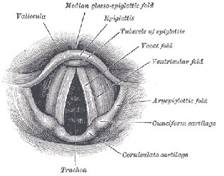 Vocal chords