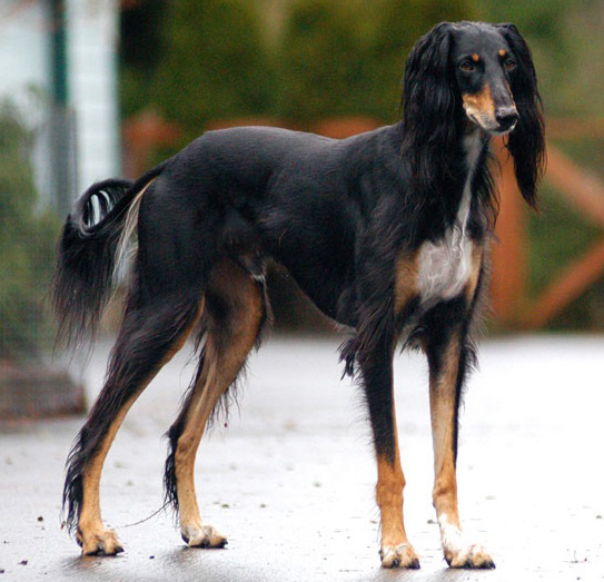 [18saluki_full.jpg]