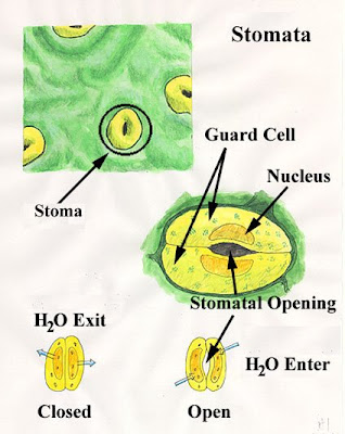 Guard Cells Function