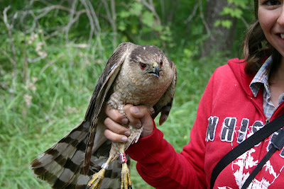 banded hawk