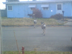 Out the kitchen window