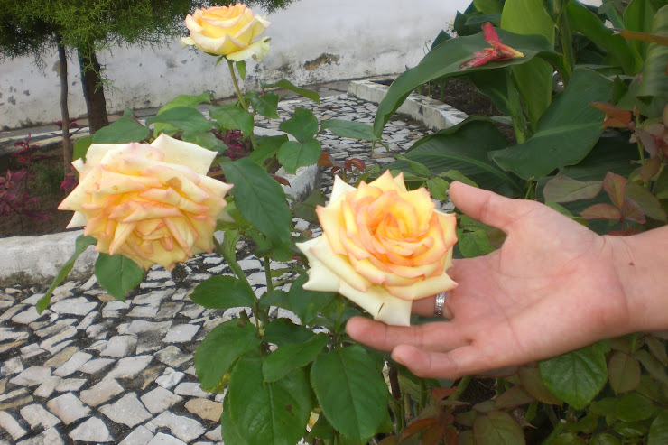 Seja lindo e simples como uma rosa.