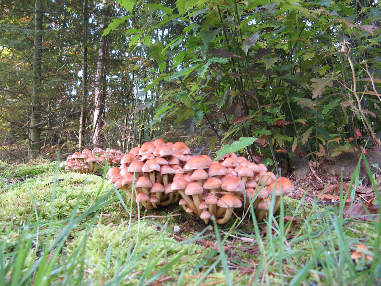 Las setas y hongos ya abundaban en el parque natural