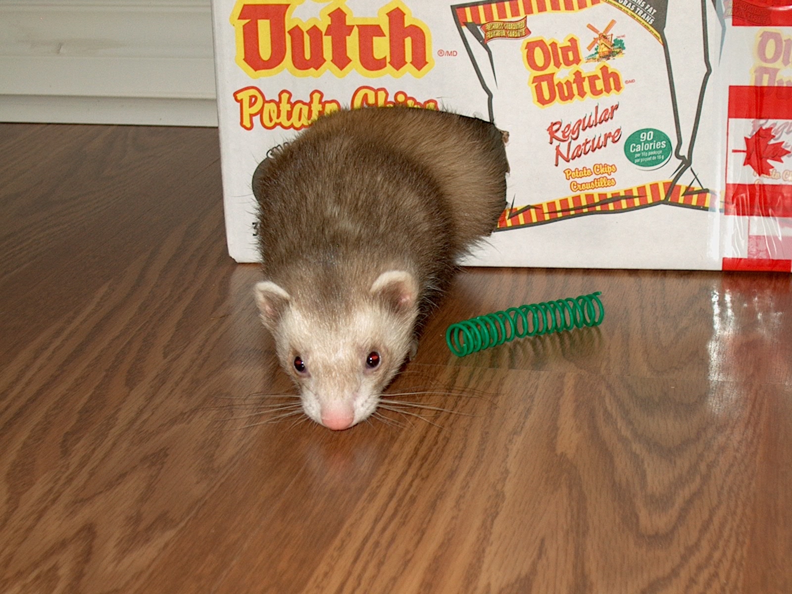 Plowing Through Life Do Ferrets Use Litter Boxes?