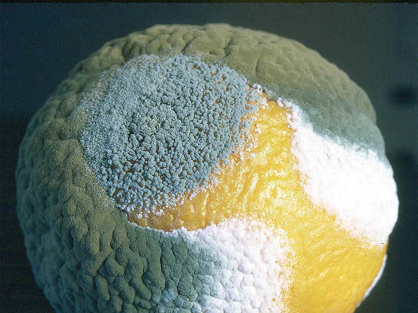 Disease Ecology Meet the Penicilliums