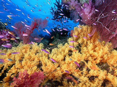 صور أسماك تطير سبحان الله - صفحة 4 Soft+Yellow+Corals+and+Anthias+Fish