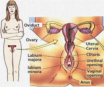 Kitaran Haid Wanita