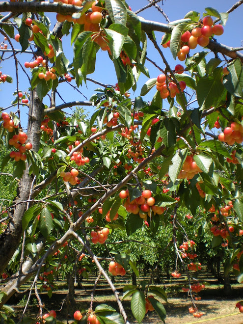 mie imi plac astea sunt dulci