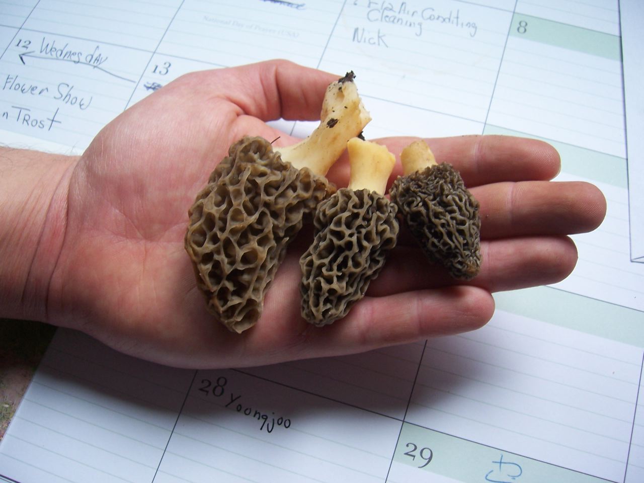 Morels in Upstate New York