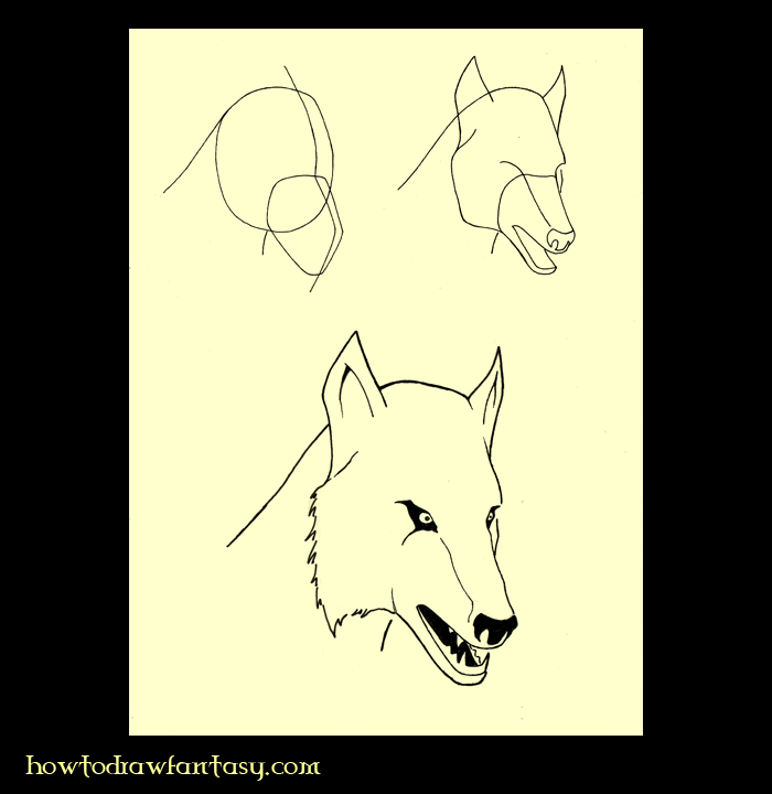 Wolf Head Anatomy
