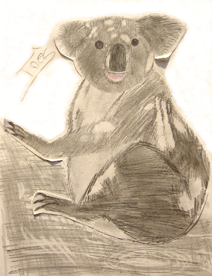 desenho de um coala