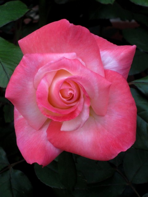 Blooming Rose