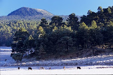 EL BOSQUE DE AGUA