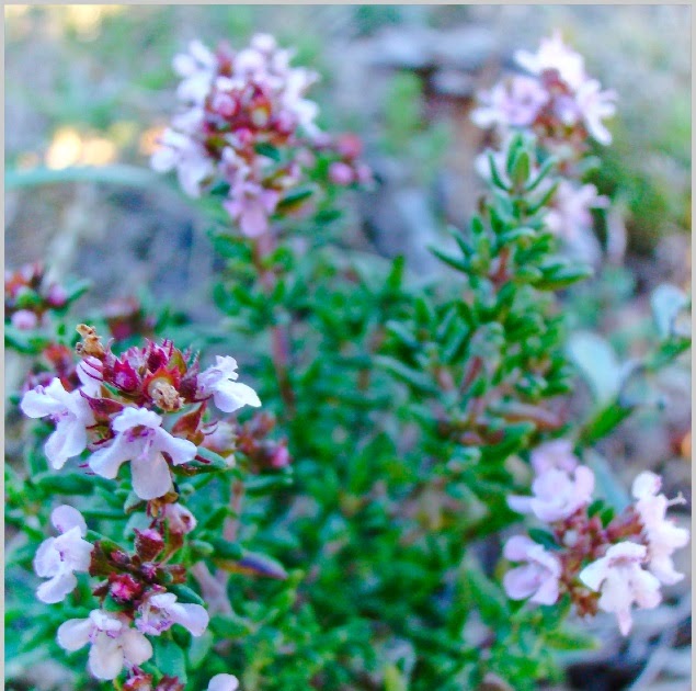 Natura i Medi Ambient Thymus vulgaris L. subsp. vulgaris