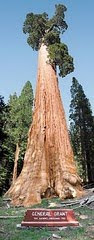General Grant / Sequoia National Park