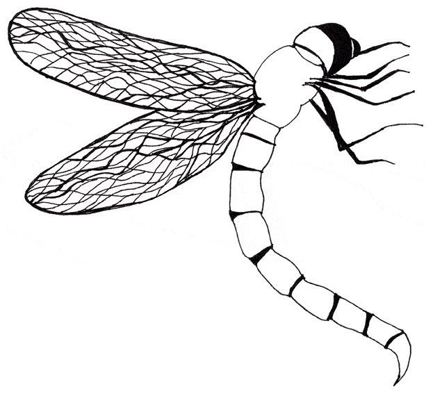 [dragonflysmall.gif]