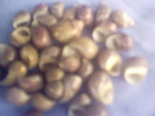 paquinha rajada