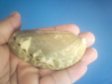 abalone concha nacional