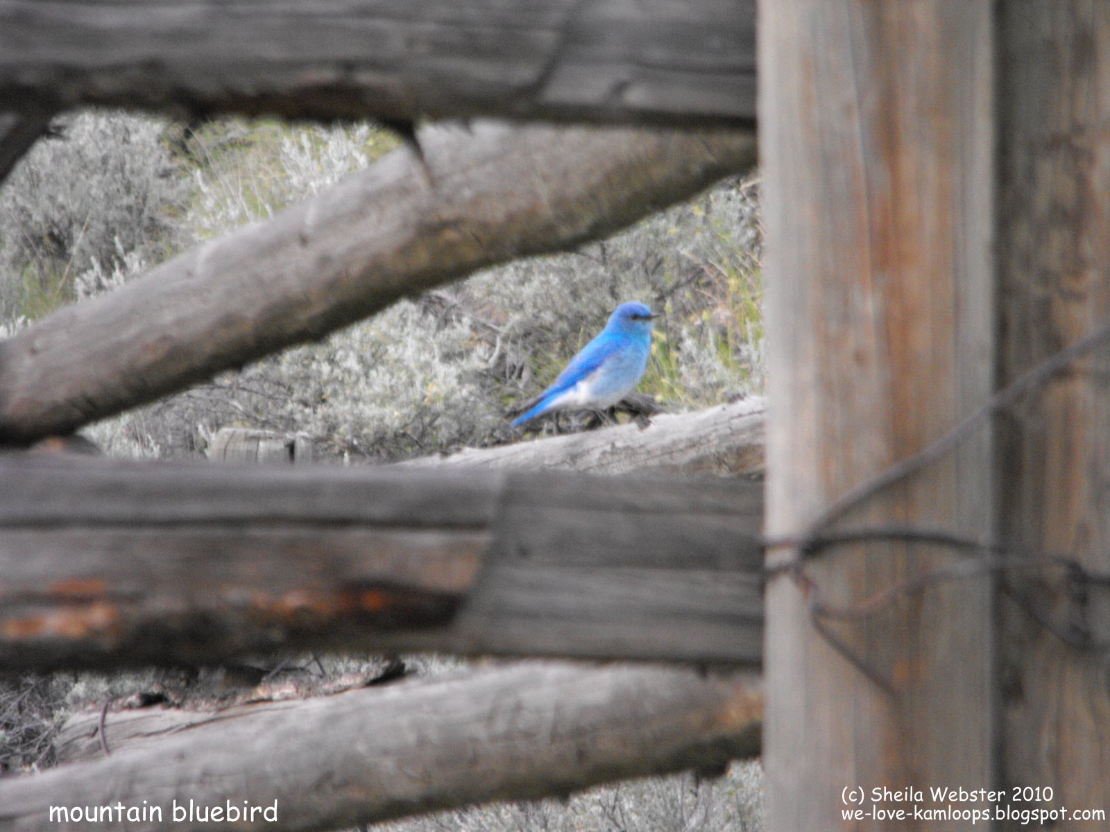 welovekamloops Kamloops Hoodoos Mountain Bluebird