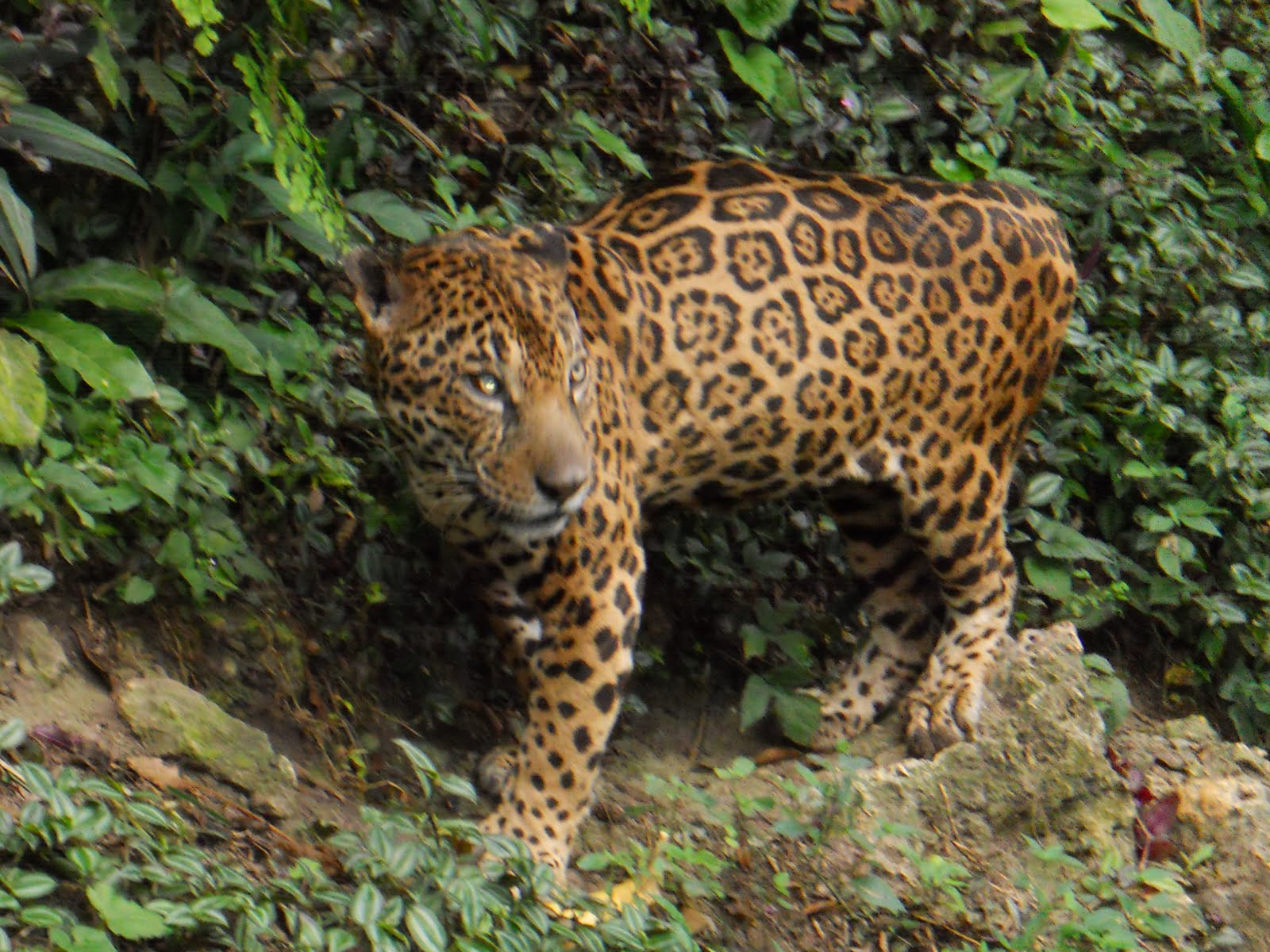 Costa Rica Jaguar