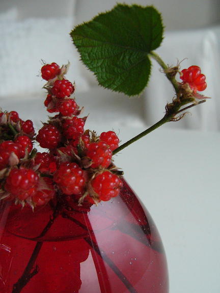 [winterberry+1(1).JPG]