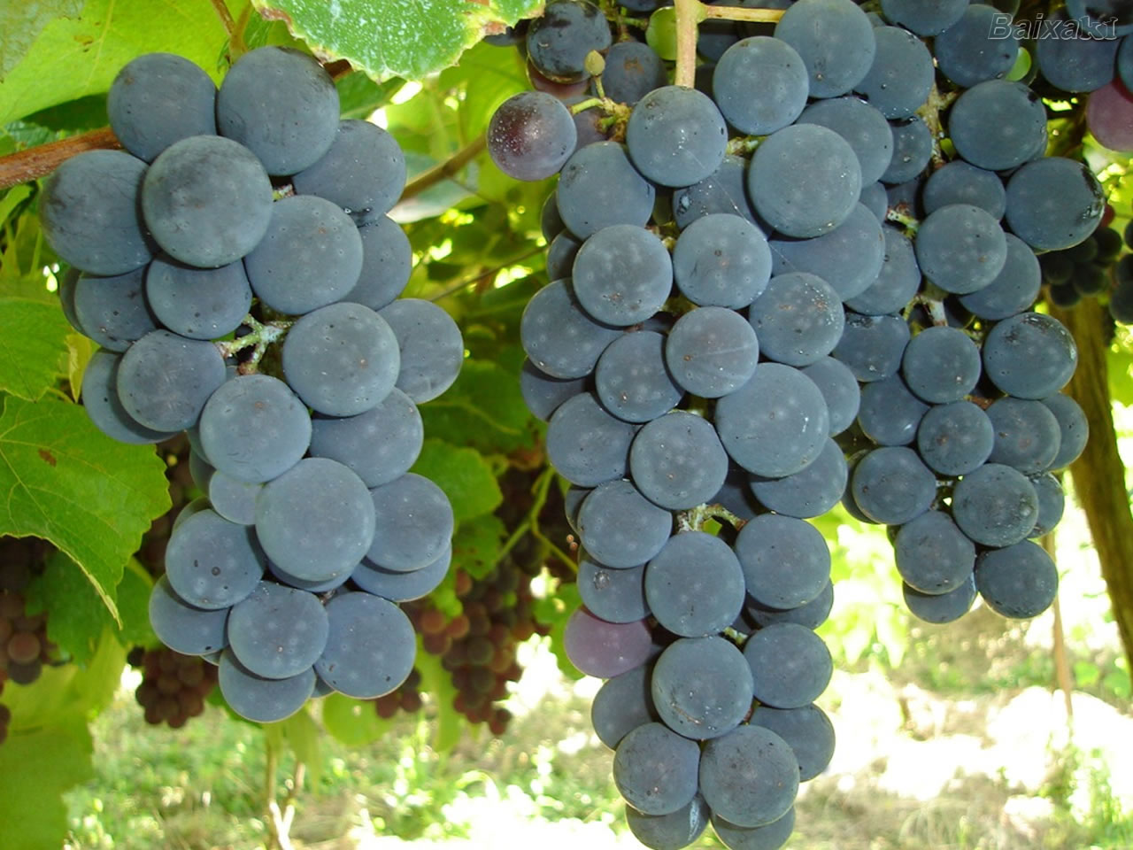 [uvas.jpg]