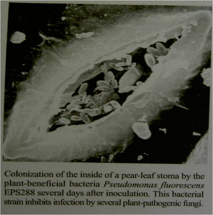 [pgb.jpg]
