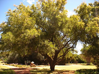 rhus sumac african lancea tree identification