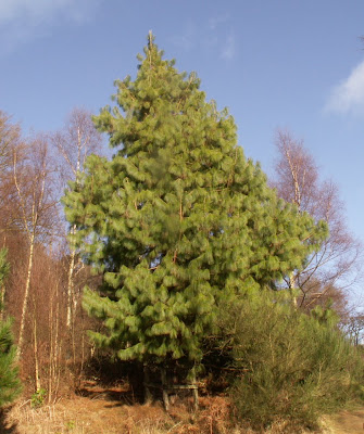 Pinus Patula