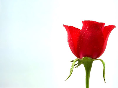 Beautiful Valentine Roses: