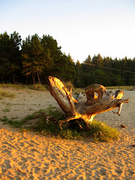 Driftwood on Sunset Beach