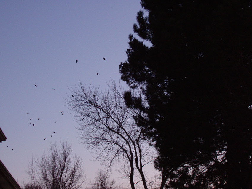 [crows3.jpg]